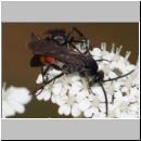 Evagetes alamanicus - Wegwespe m001b 7mm - OS-Hasbergen-Lehmhuegel-det.jpg